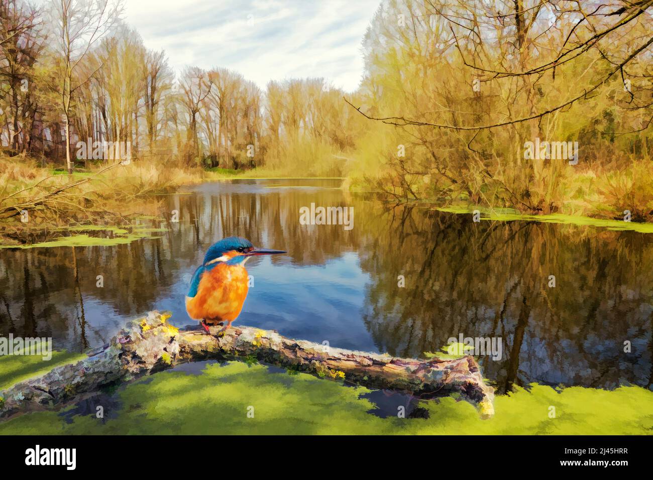 Femme Kingfisher perchée sur une branche avec un étang en arrière-plan. Banque D'Images