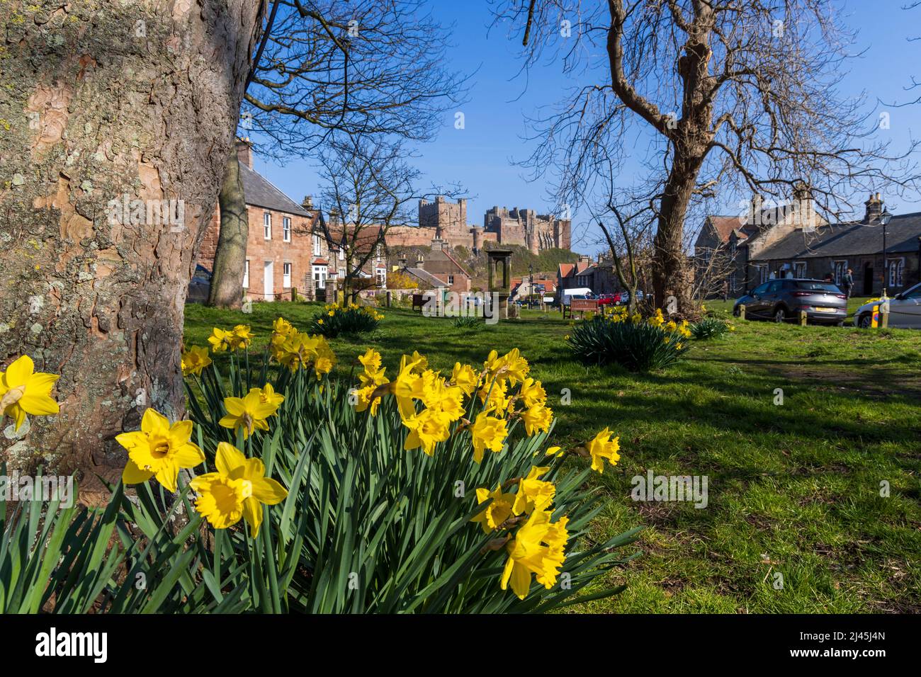 Jonquilles printanières sur Bamburgh Village Green avec le château en arrière-plan, Northumberland, Angleterre Banque D'Images