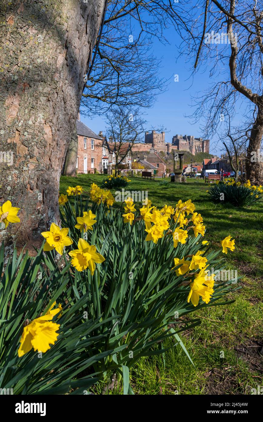 Jonquilles printanières sur Bamburgh Village Green avec le château en arrière-plan, Northumberland, Angleterre Banque D'Images