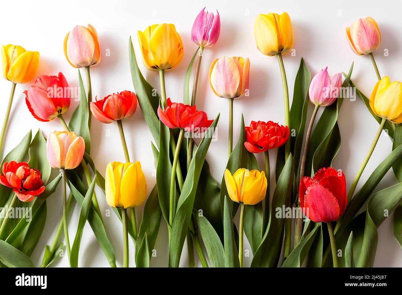 Un bouquet de tulipes de différentes couleurs sur fond blanc. Un endroit prêt pour votre texte d'invitation, Félicitations. Banque D'Images
