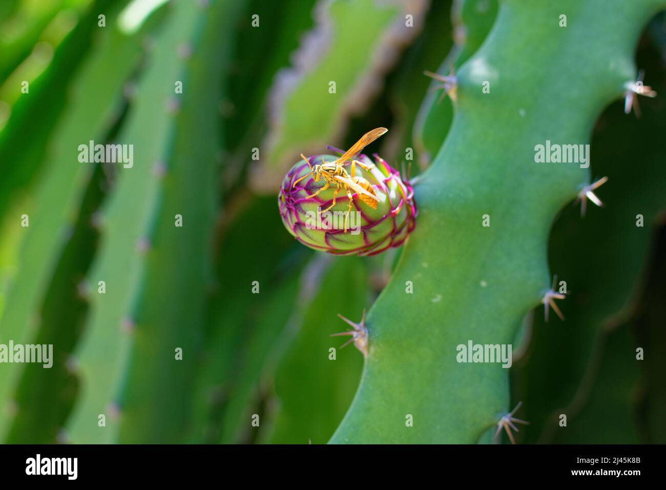 Polynésie française : abeille sur un fruit de la libellule, fruit exotique Banque D'Images