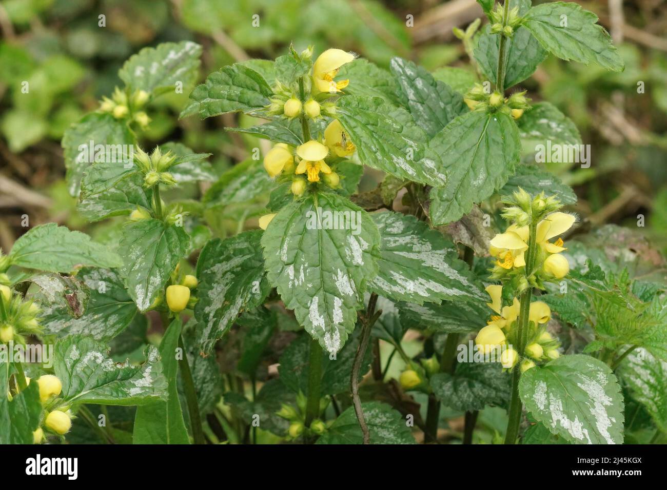 Gros plan sur un archange jaune à fleurs ou une plante de belette-museau, Lamium galeobdolona dans le jardin Banque D'Images