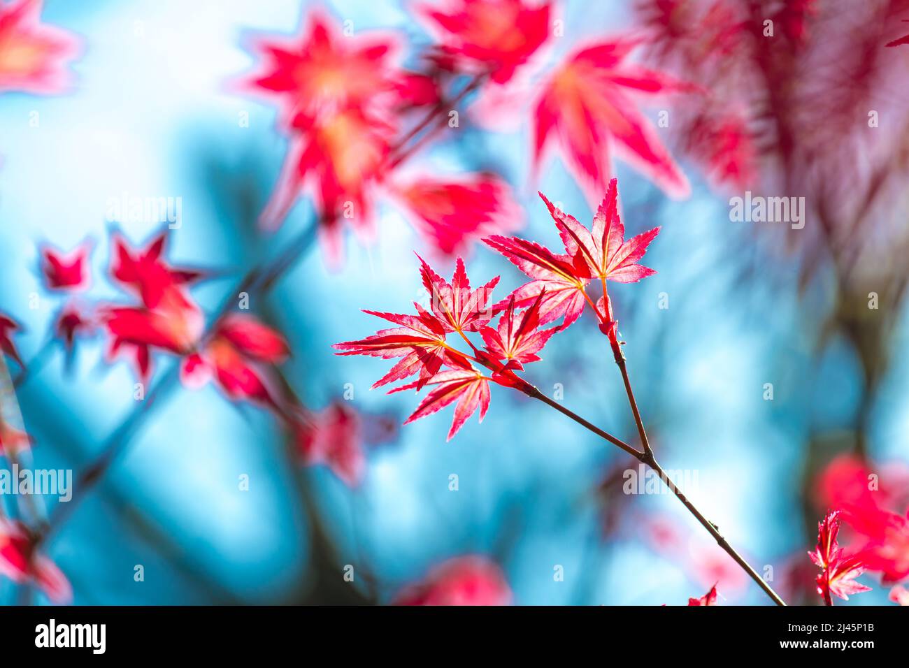Acer palmatum «Nomura». Printemps, feuilles d'érable rouges Banque D'Images