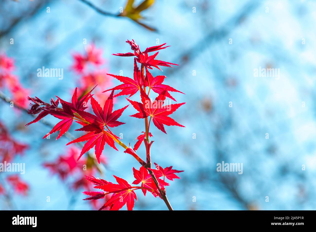 Acer palmatum «Nomura». Printemps, feuilles d'érable rouges Banque D'Images
