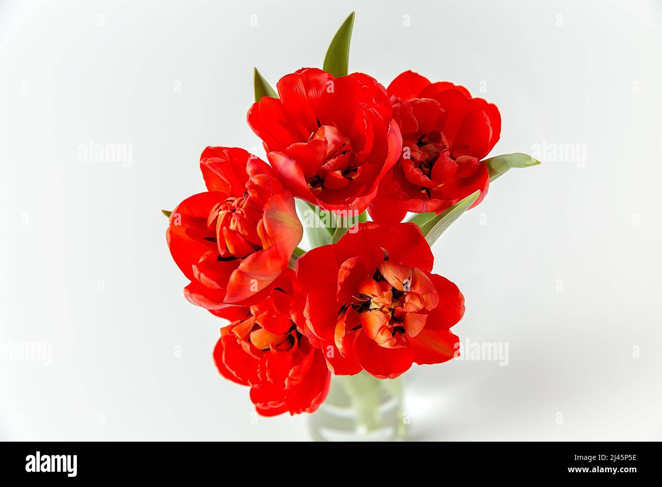 Un petit bouquet de tulipes rouges en terry dans un vase en verre sur fond blanc. Vue de dessus. Un endroit prêt à l'emploi pour votre texte d'invitation, Félicitations. Banque D'Images