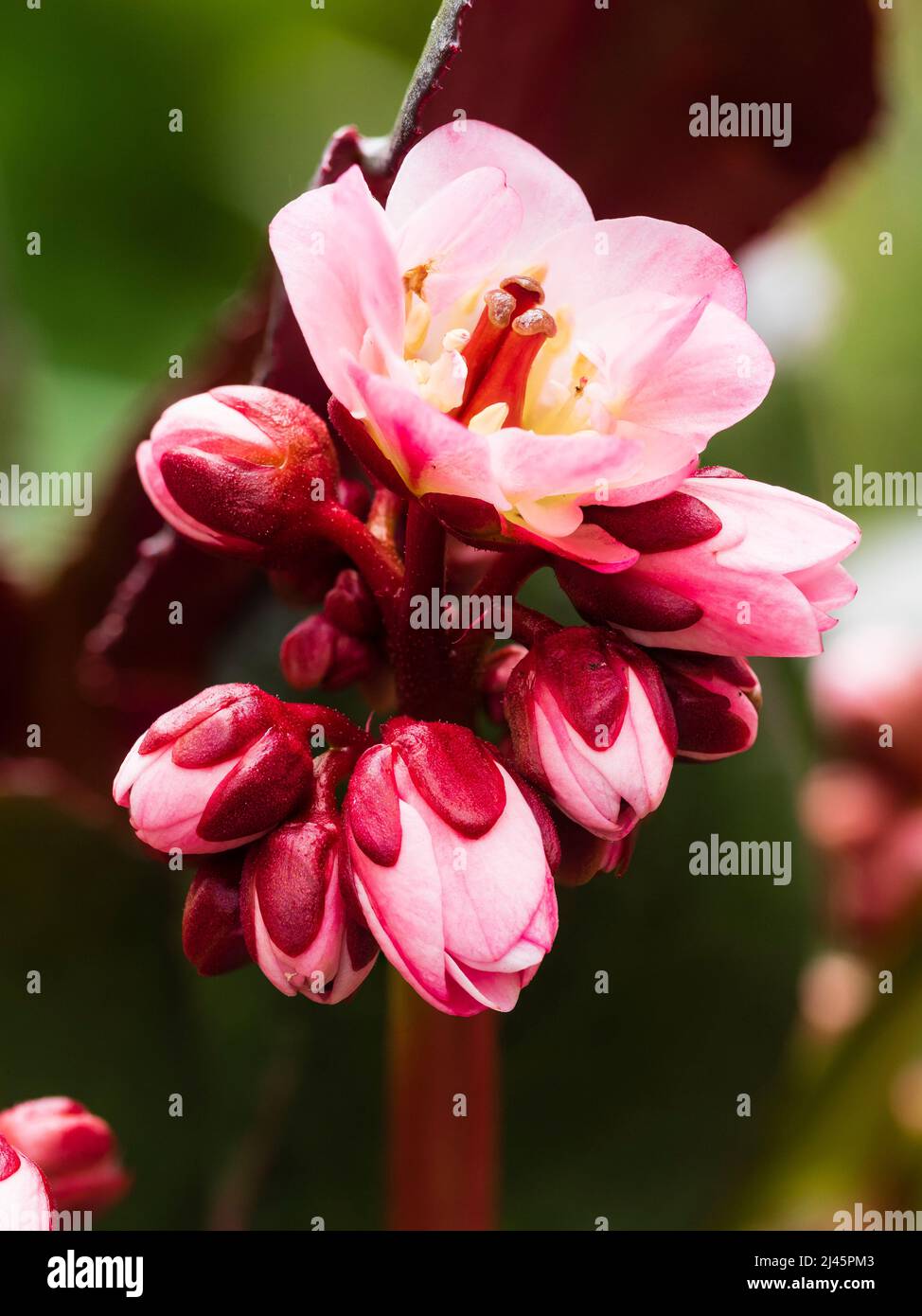 Fleurs roses du printemps vervivace et vervivace, Bergenia 'Dragonfly Sakura' Banque D'Images