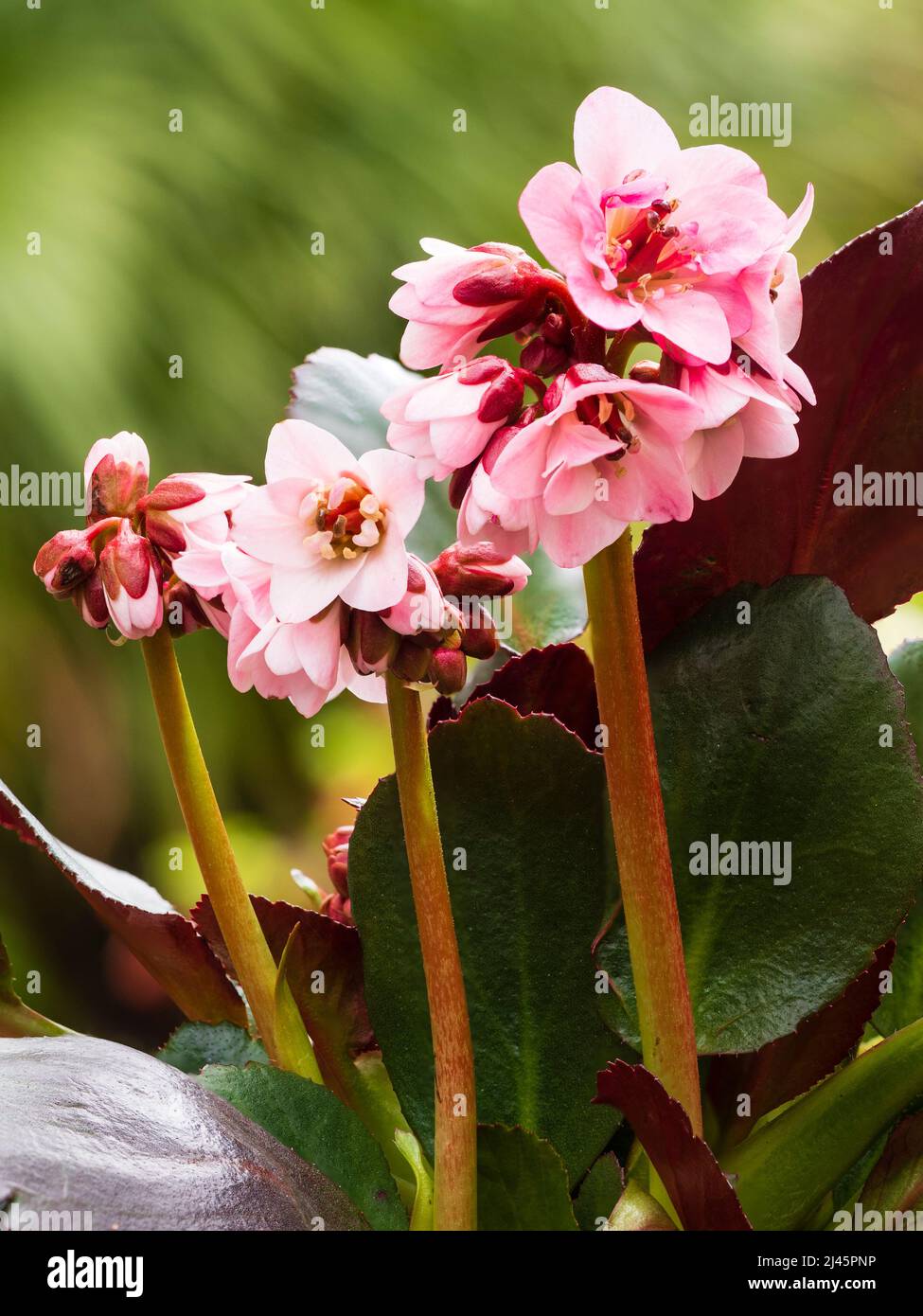 Fleurs roses du printemps vervivace et vervivace, Bergenia 'Dragonfly Sakura' Banque D'Images