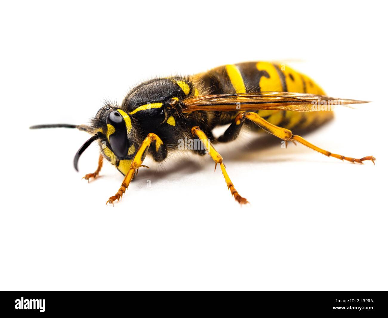 Guêpe jaune commune, Vespula vulgaris, isolée sur fond blanc Banque D'Images