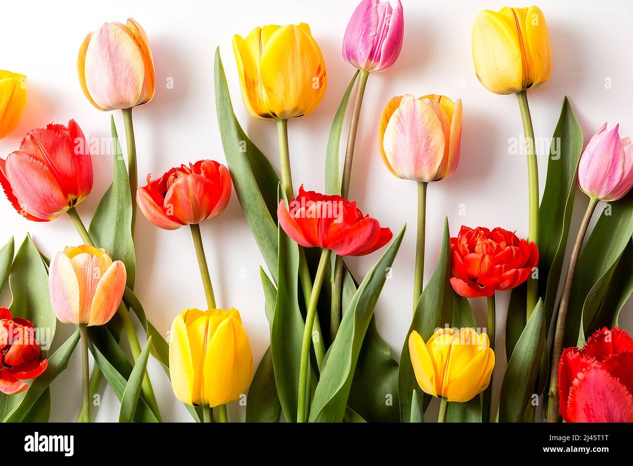 Un bouquet de tulipes de différentes couleurs sur fond blanc. Un endroit prêt pour votre texte d'invitation, Félicitations. Banque D'Images