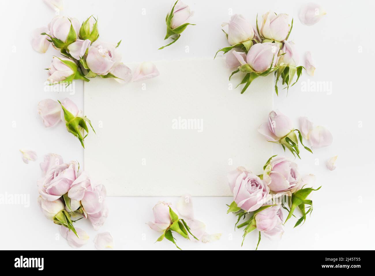 Cadre de roses et pétales sur fond blanc. Pose à plat. Banque D'Images