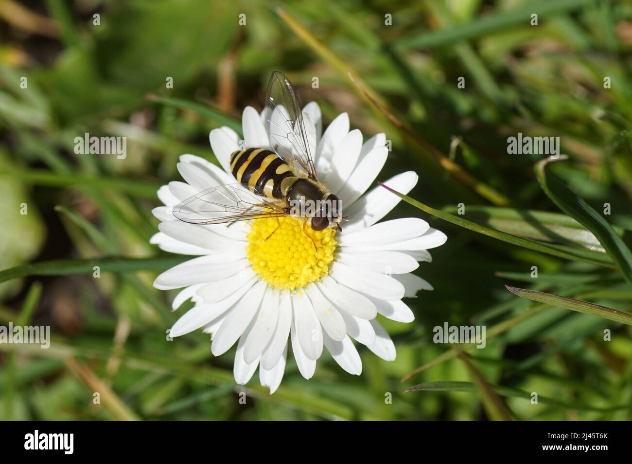 Gros plan l'aéroglisseur femelle Syrphus probablement Syrphus vitripennis, famille des Syrphidés, sur une fleur de la famille des Asteraceae, de la Marguerite commune Bellis perennis. Ressort Banque D'Images