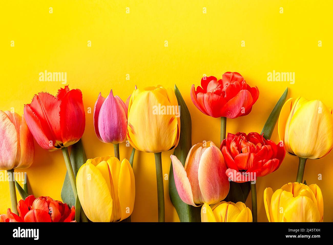 Un bouquet de tulipes colorées sur fond jaune. Un endroit prêt pour votre texte d'invitation, Félicitations. Banque D'Images