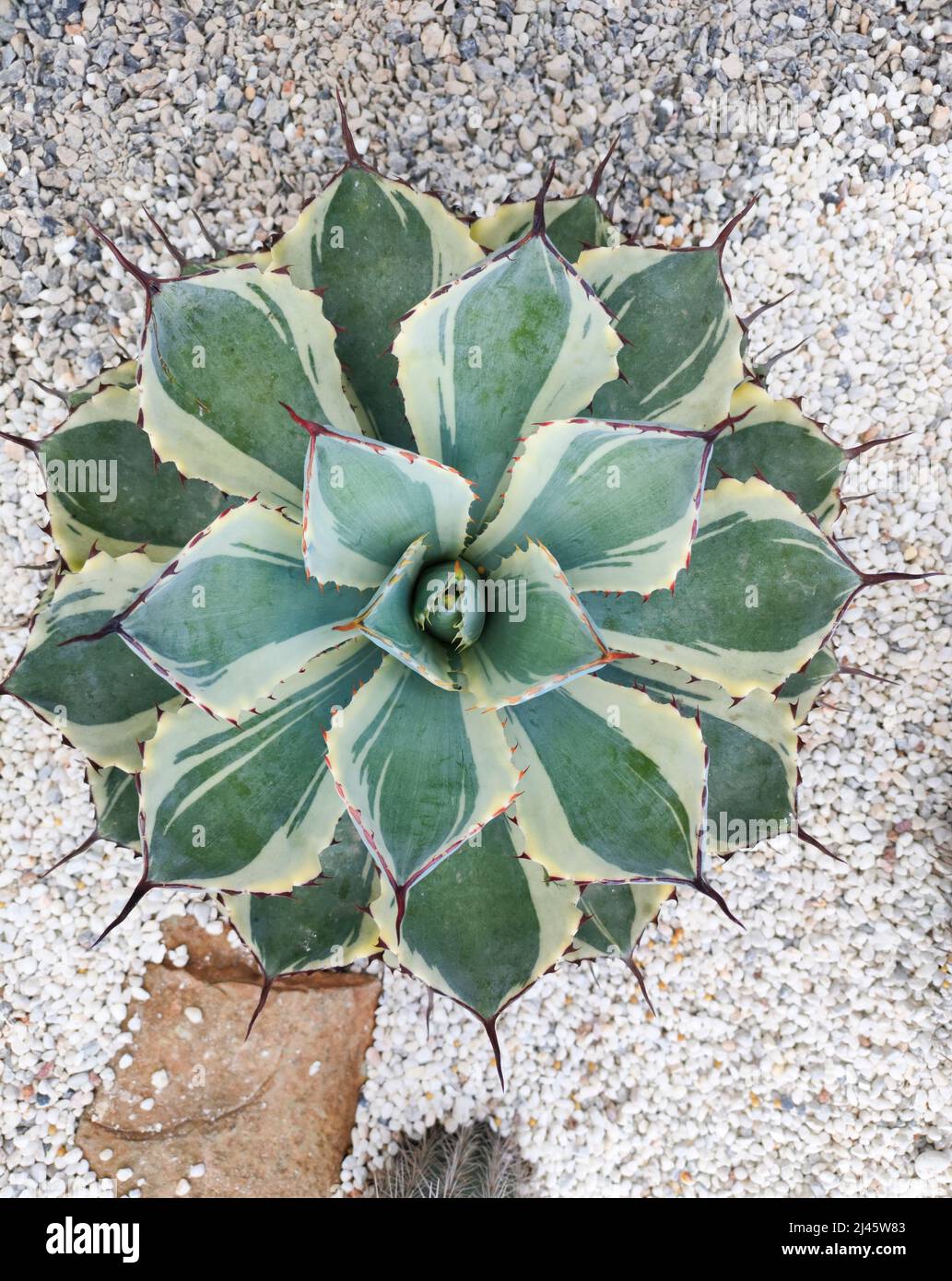 Vue de dessus de l'Agave Potorum 'Kissho Kan' dans le jardin du désert Banque D'Images