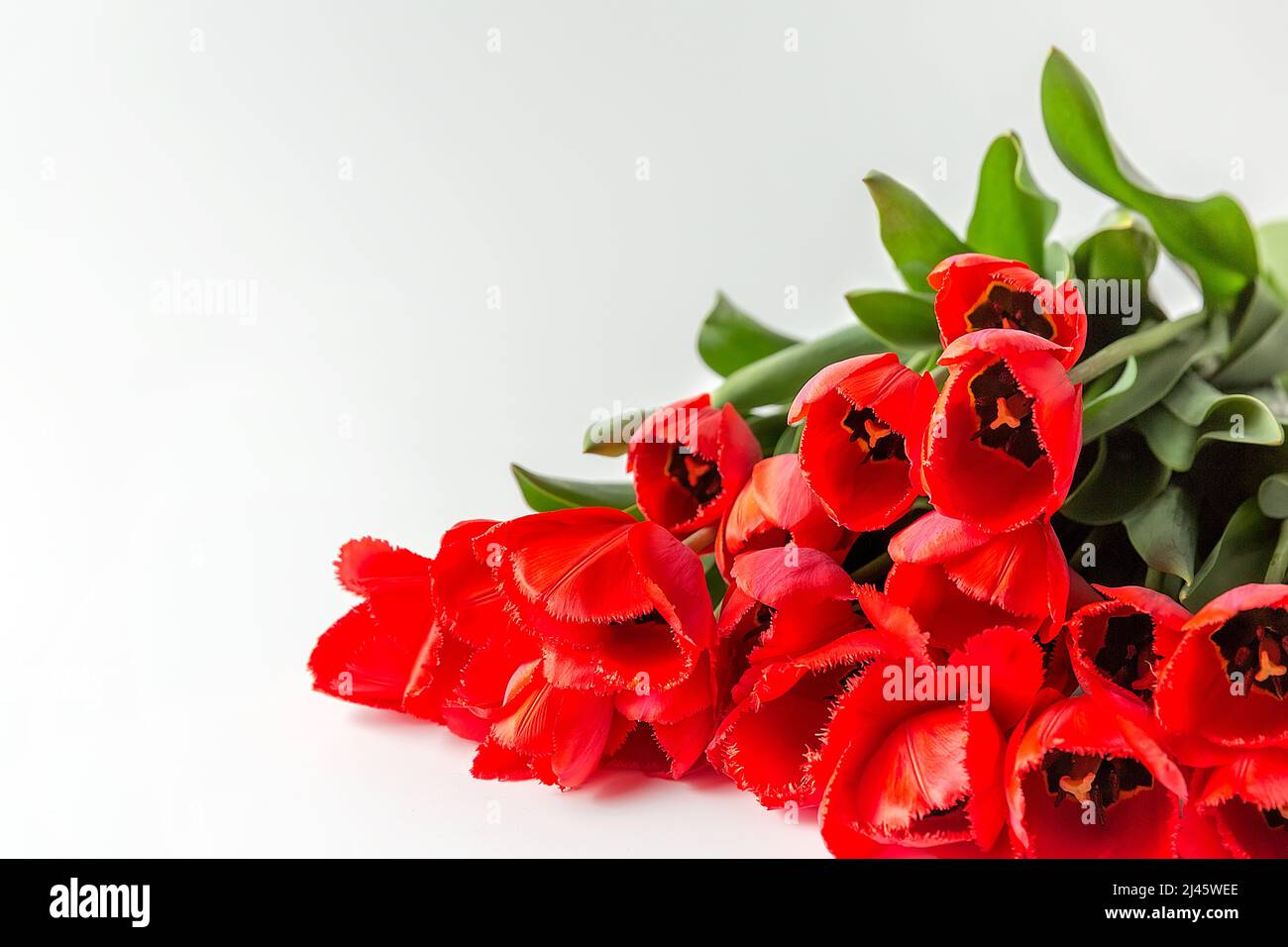 Bouquet de tulipes rouges en terry sur fond blanc. Un endroit prêt pour votre texte d'invitation, Félicitations. Banque D'Images