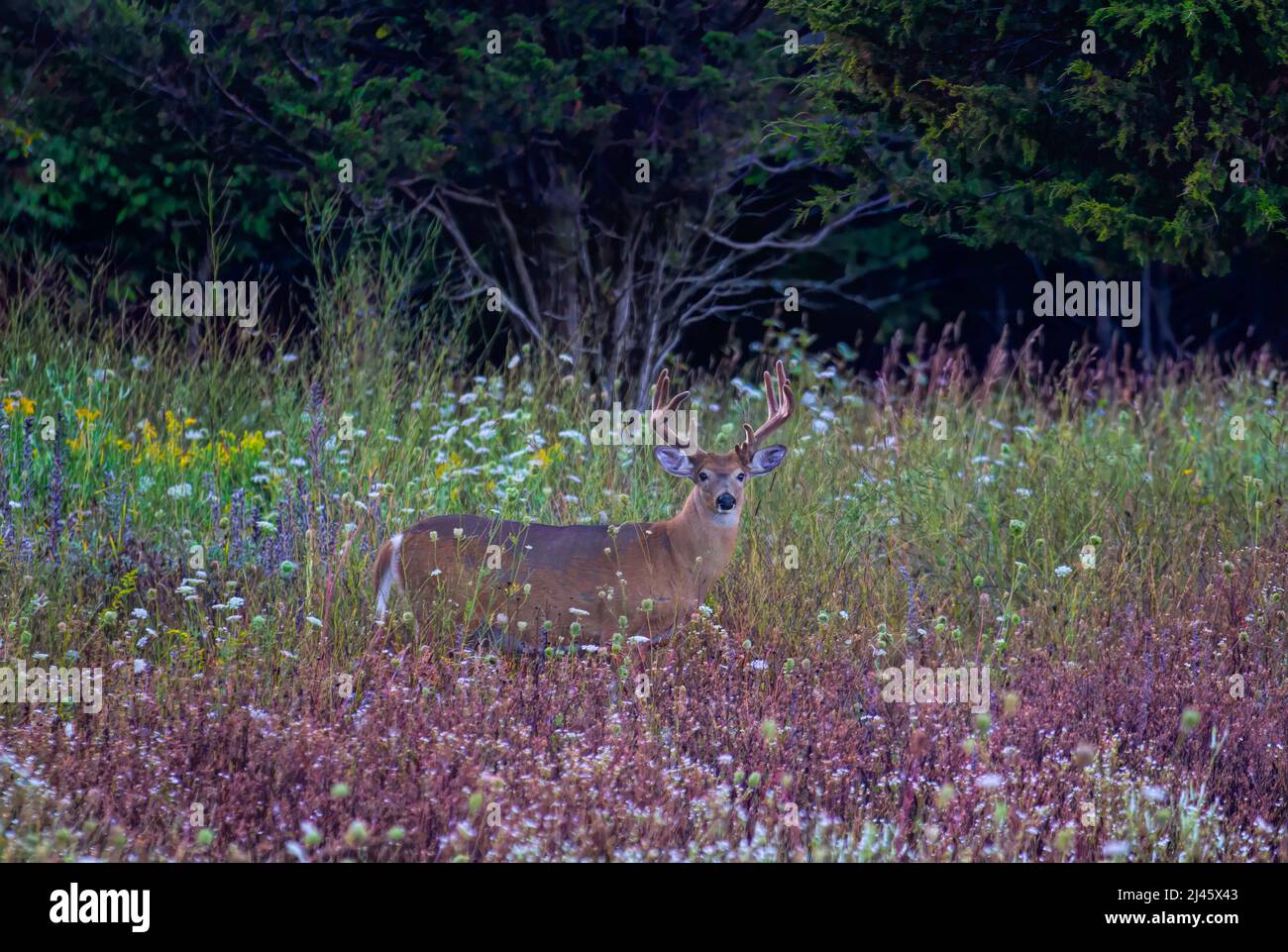 Buck à queue blanche traversant une prairie de fleurs sauvages au Canada Banque D'Images