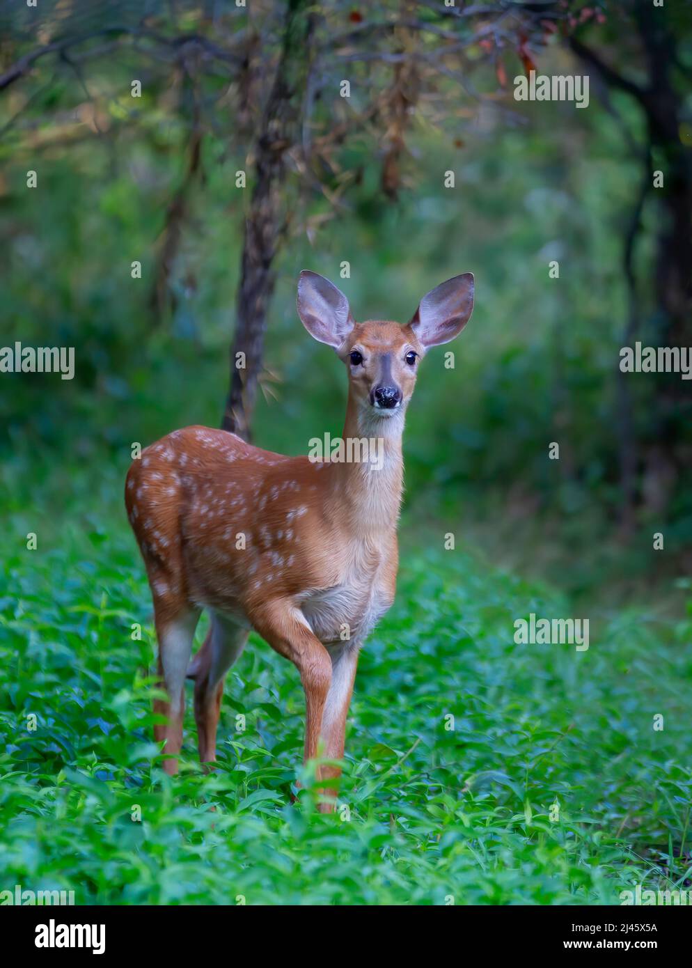 Fauve à queue blanche marchant dans la forêt au début de l'été au Canada Banque D'Images