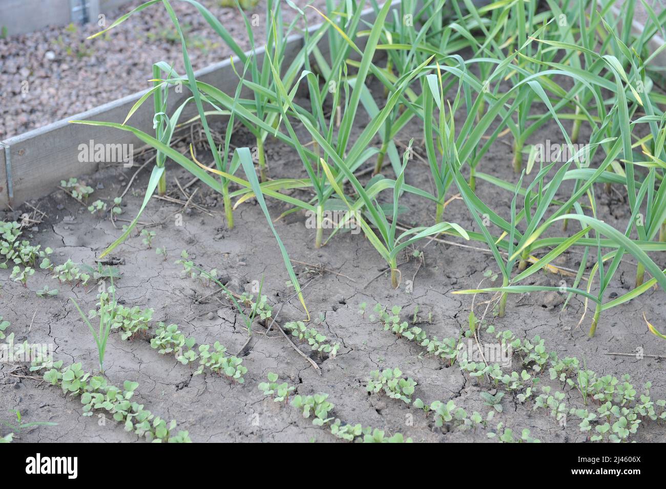 De jeunes plants de radis (Raphanus sativus) à l'ail (Allium sativum) poussent dans un lit surélevé dans un potager Banque D'Images
