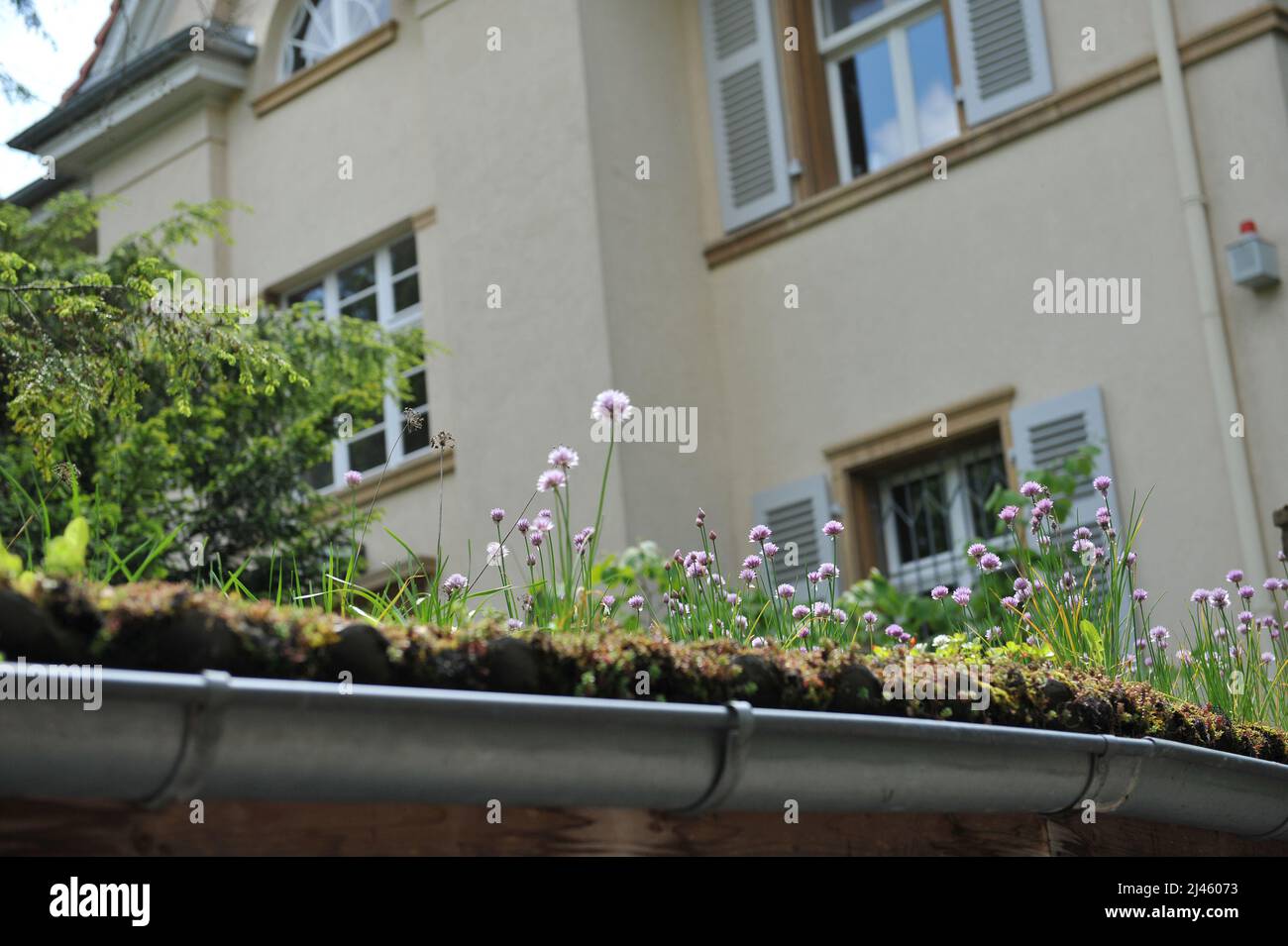 La ciboulette rose (Allium schoenoprasum) fleurit dans un jardin sur le toit en mai Banque D'Images