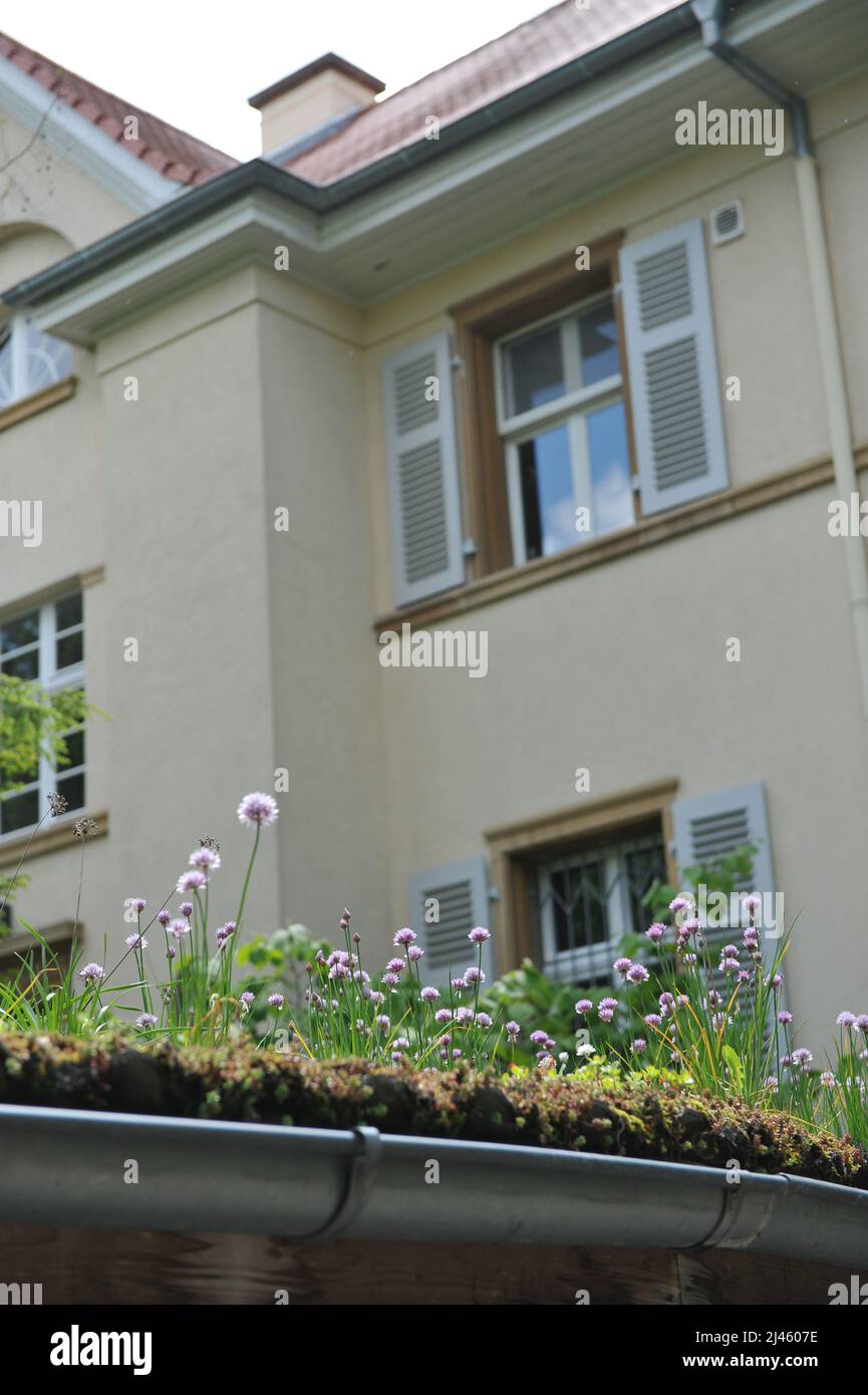 La ciboulette rose (Allium schoenoprasum) fleurit dans un jardin sur le toit en mai Banque D'Images