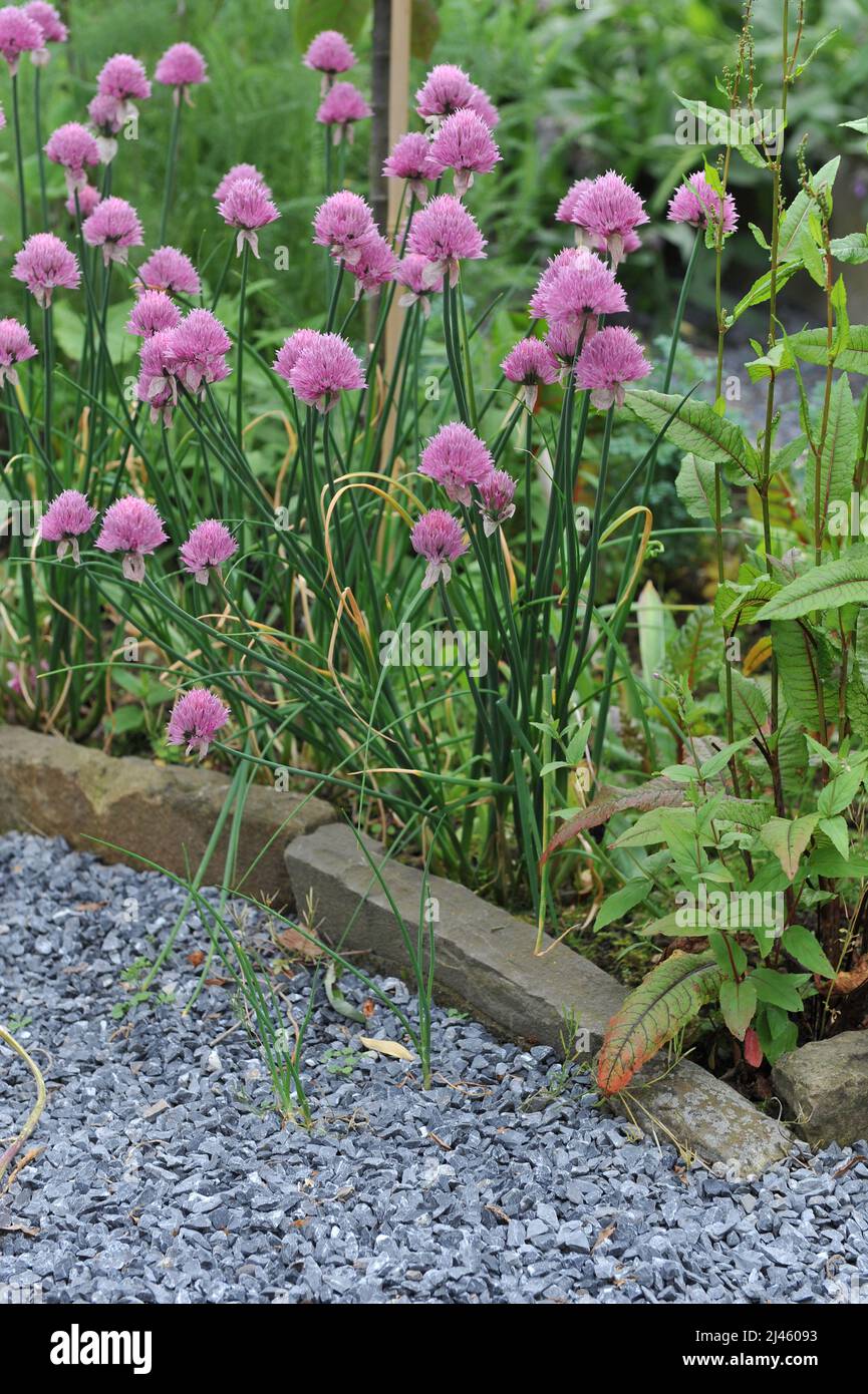 La ciboulette rose (Allium schoenoprasum) fleurit dans un jardin en juin Banque D'Images