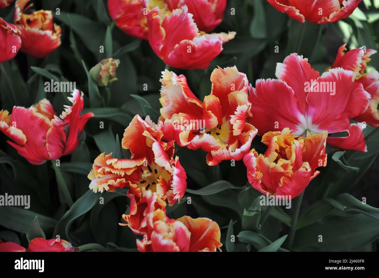 Tulipes rouges et blanches (Tulipa) Dee Jay Parrot fleurit dans un jardin en mars Banque D'Images