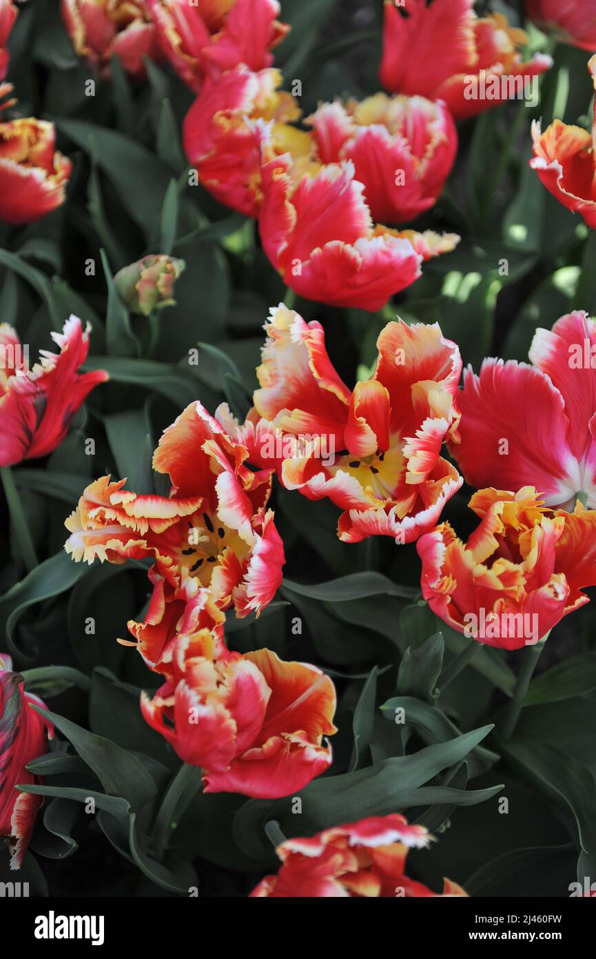 Tulipes rouges et blanches (Tulipa) Dee Jay Parrot fleurit dans un jardin en mars Banque D'Images