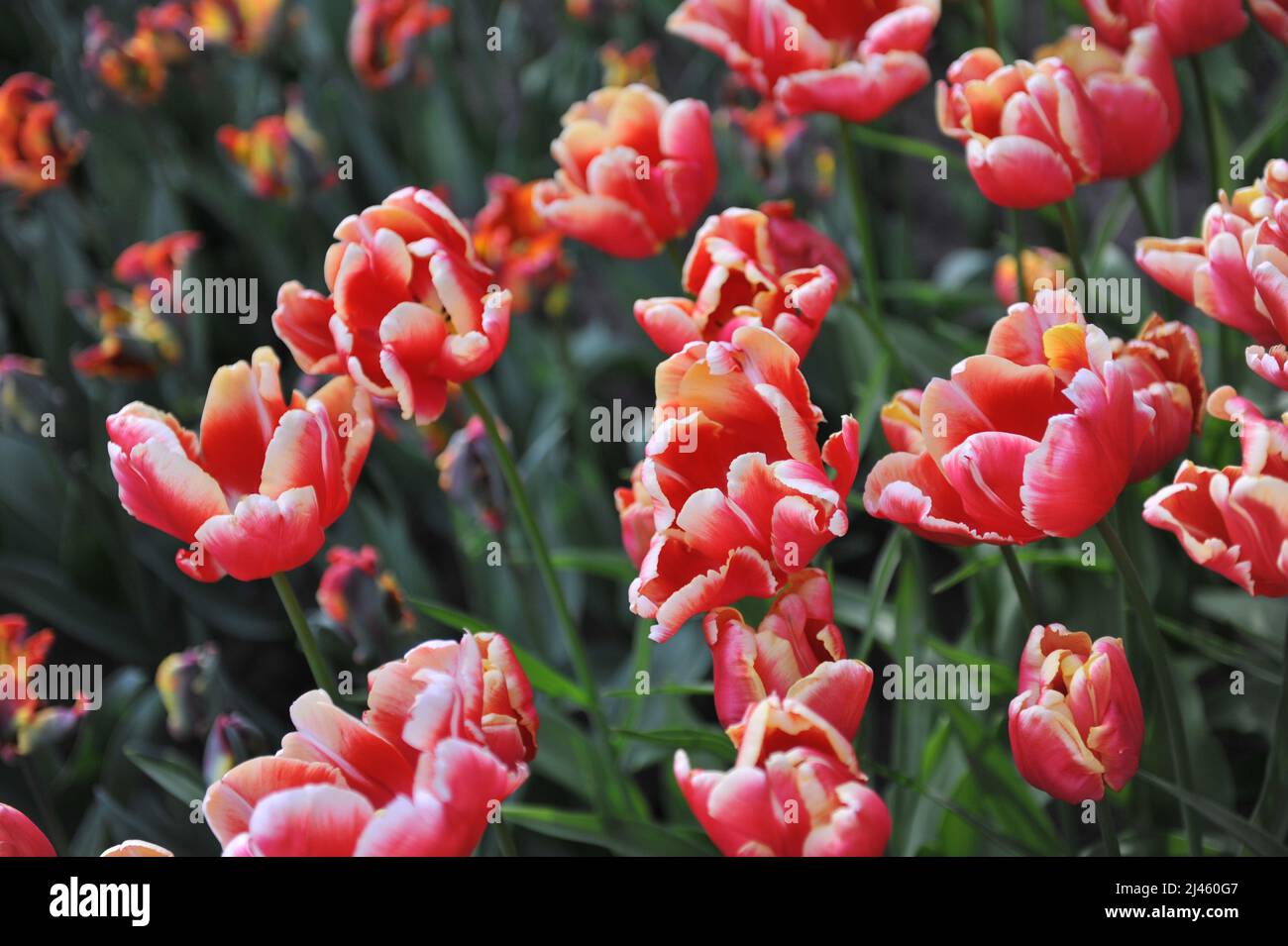 Tulipes rouges et blanches (Tulipa) Dee Jay Parrot fleurit dans un jardin en mars Banque D'Images