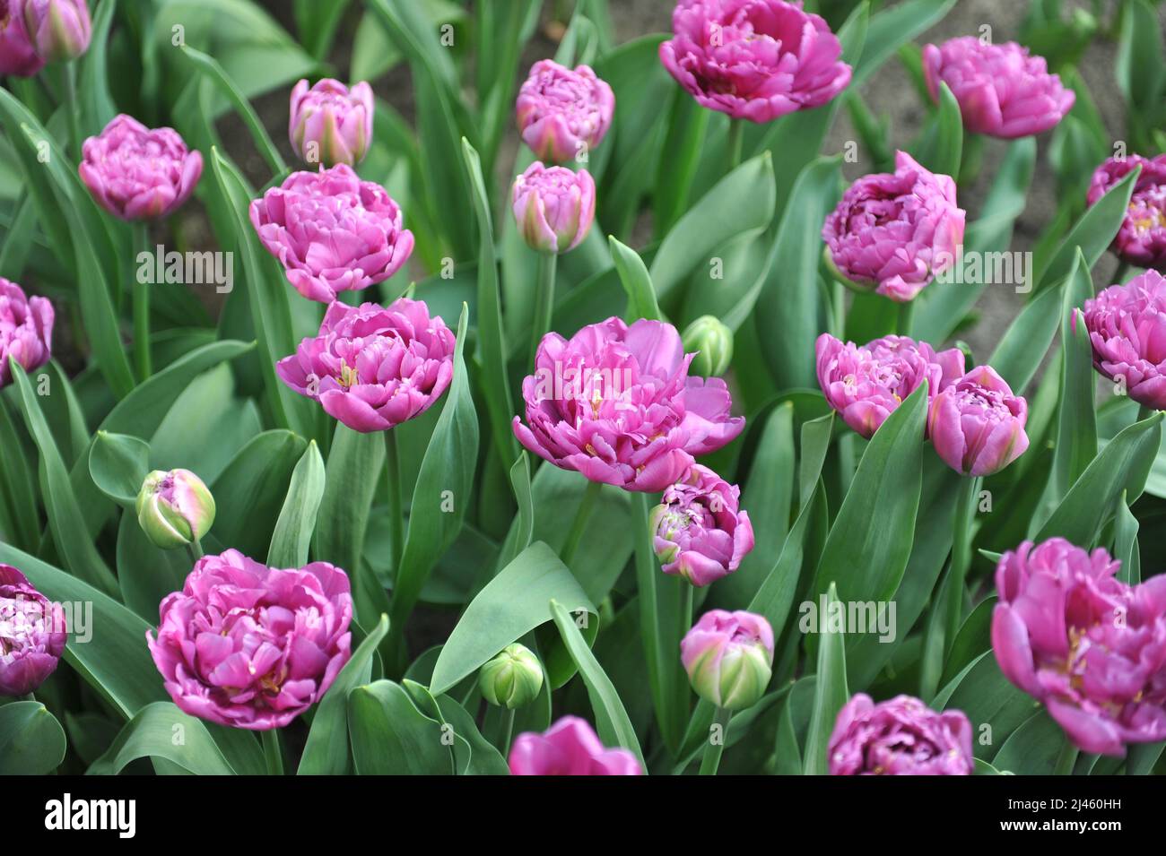 Rose lilas Double tulipes précoces (Tulipa) Double drapeau fleurissent dans un jardin en mars Banque D'Images