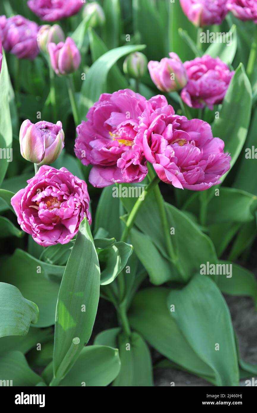 Rose lilas Double tulipes précoces (Tulipa) Double drapeau fleurissent dans un jardin en mars Banque D'Images
