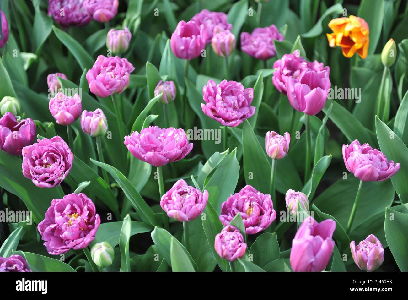 Rose lilas Double tulipes précoces (Tulipa) Double drapeau fleurissent dans un jardin en mars Banque D'Images
