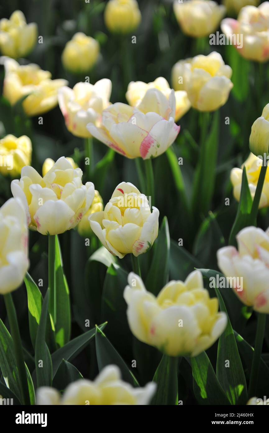 Jaune crémeux à la rousse rose Double tulipes tardives (Tulipa) Double Shake Bloom dans un jardin en mars Banque D'Images