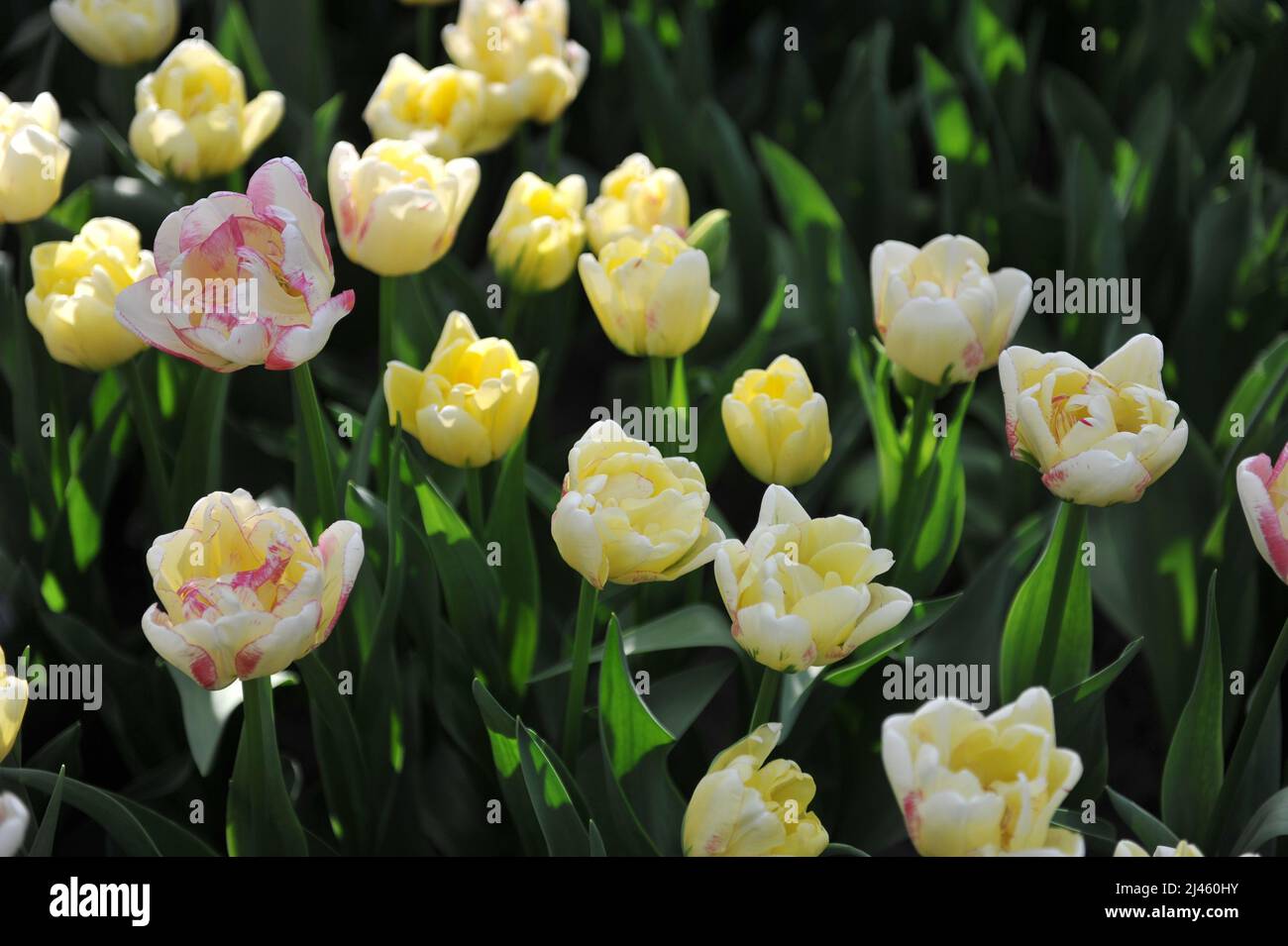 Jaune crémeux à la rousse rose Double tulipes tardives (Tulipa) Double Shake Bloom dans un jardin en mars Banque D'Images