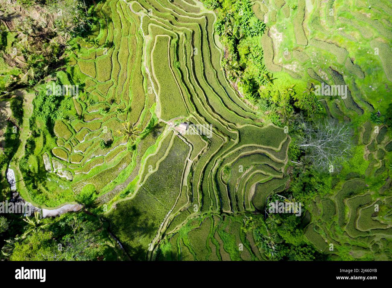 Les rizières, Bali, Indonésie Banque D'Images