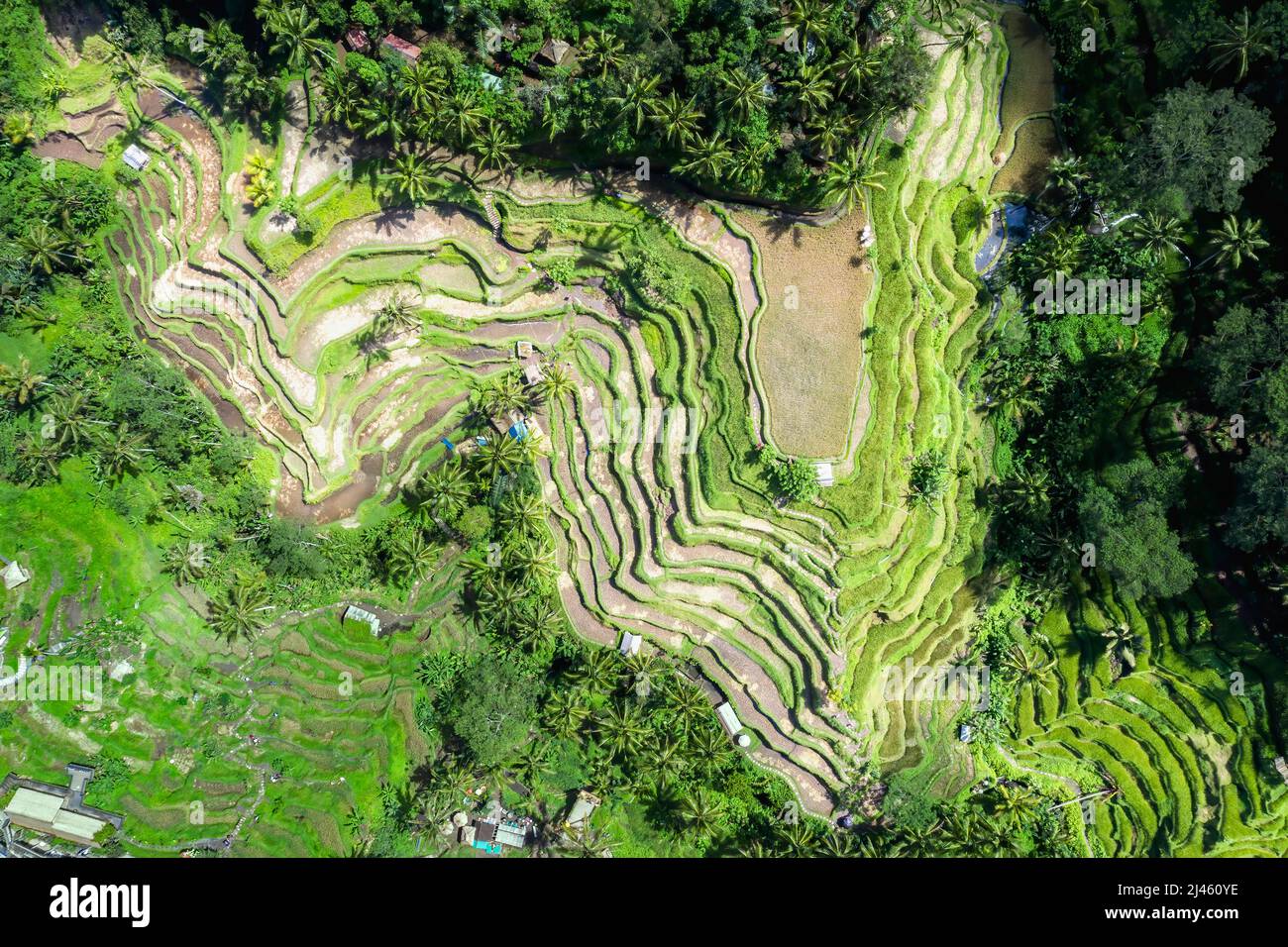 Les rizières, Bali, Indonésie Banque D'Images