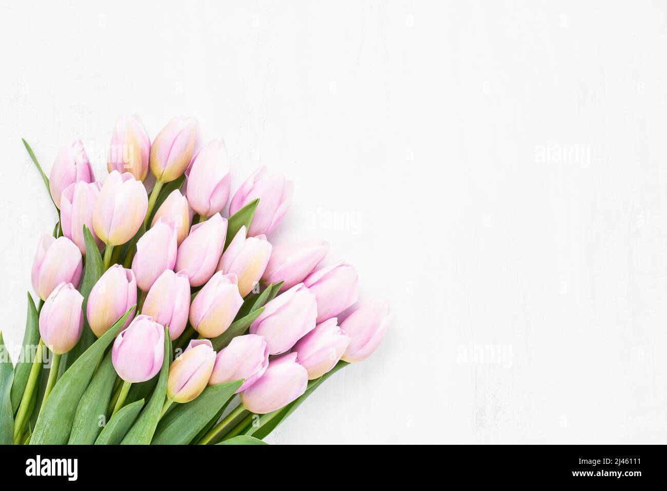 Bouquet de tulipes roses fleurs sur fond blanc en bois. Fête des mères, jour de la Saint-Valentin, concept d'anniversaire. Vue de dessus, espace de copie Banque D'Images