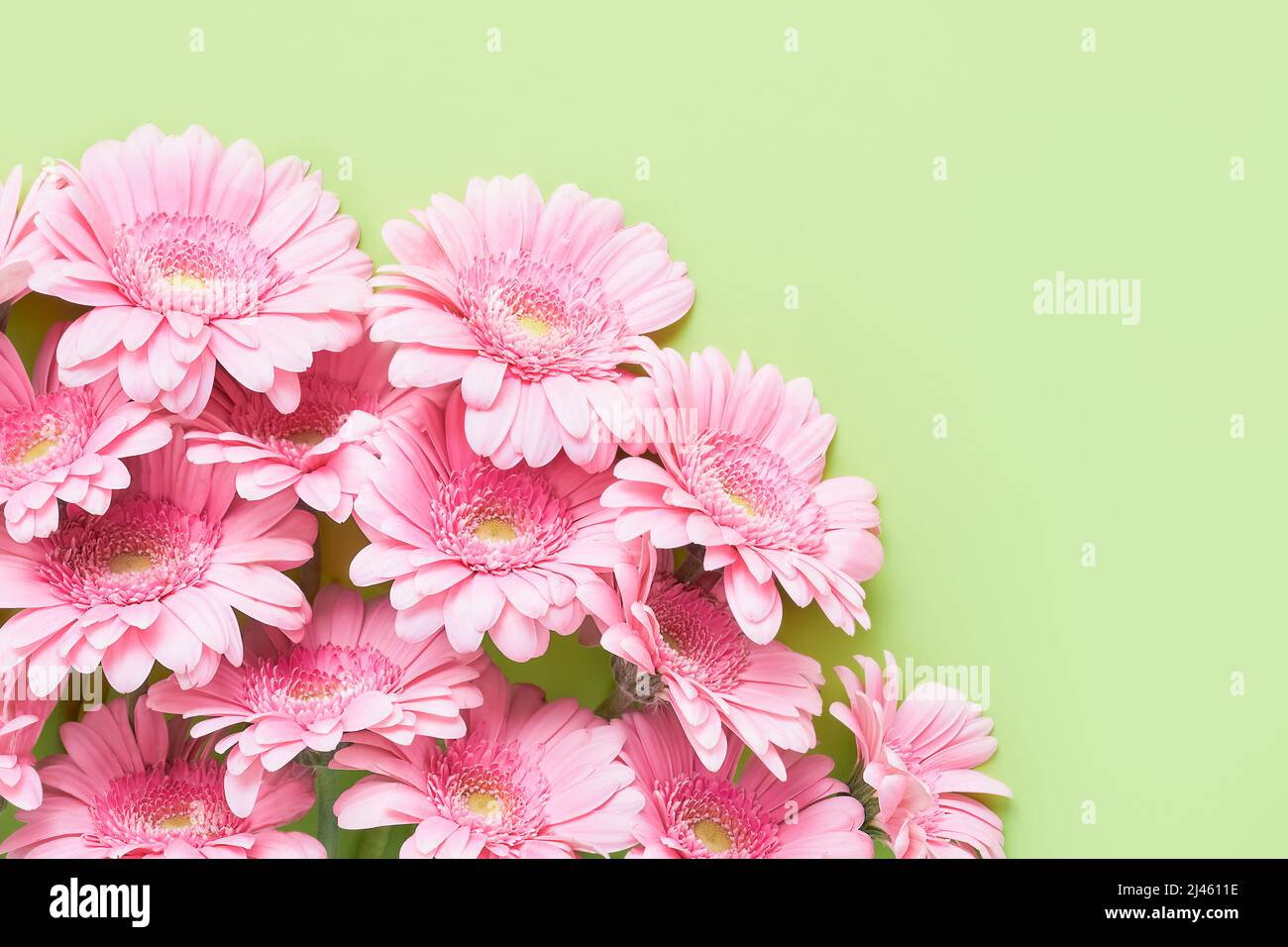 Bouquet de fleurs de gerberas roses sur fond vert. Fête des mères, jour de la Saint-Valentin, concept d'anniversaire. Vue de dessus, espace de copie Banque D'Images