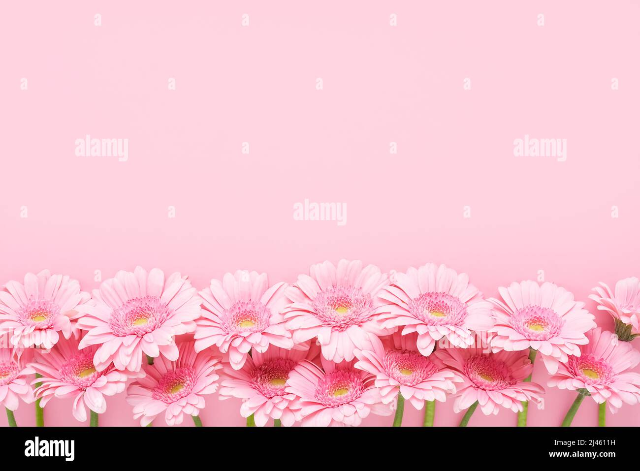 Bouquet de fleurs de gerberas roses sur fond rose. Fête des mères, jour de la Saint-Valentin, concept d'anniversaire. Vue de dessus, espace de copie Banque D'Images