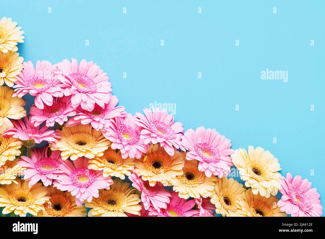 Bouquet de gerberas roses et jaunes sur fond bleu vif. Fête des mères, jour de la Saint-Valentin, concept d'anniversaire. Vue de dessus, espace de copie Banque D'Images