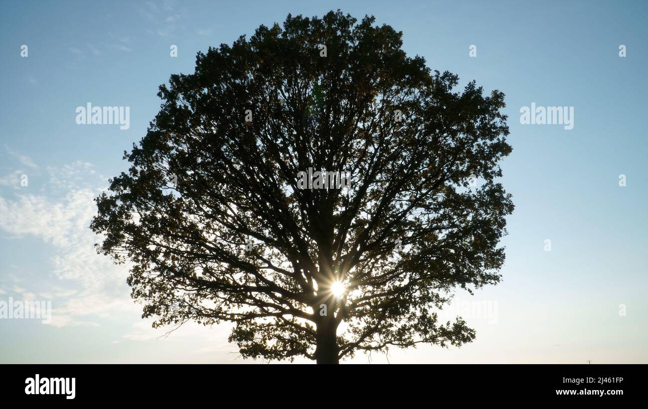 Grand feuillage de chêne sur fond bleu ciel du matin. Un symbole de croissance. C'est l'heure du lever du soleil. Le soleil brille à travers la silhouette sombre du feuillage de Banque D'Images