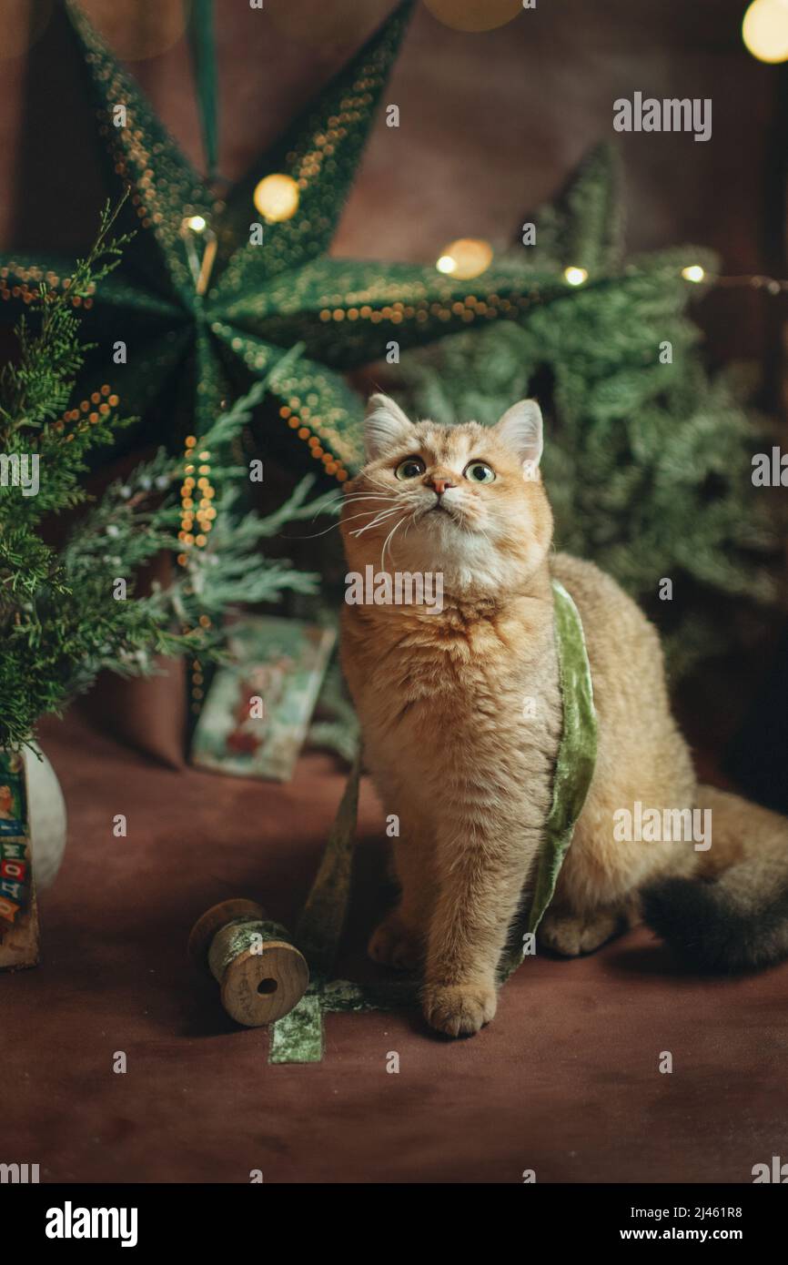 chat rouge pour animaux avec yeux verts dans la décoration du nouvel an Banque D'Images