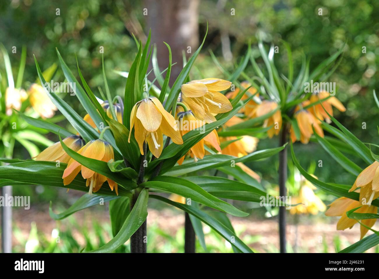 Fritilaria impérialis jaune (couronne impériale) en fleur Banque D'Images