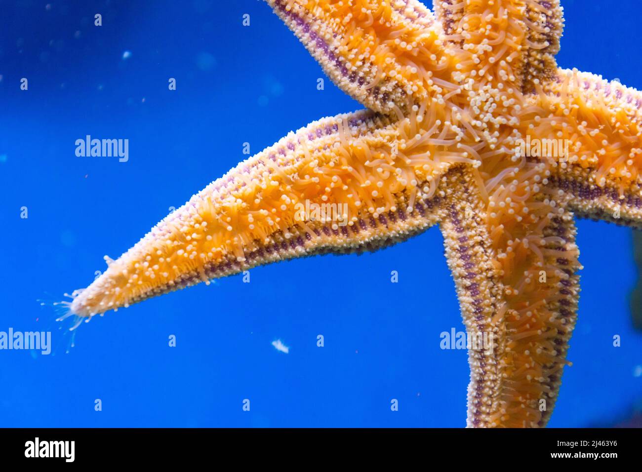 Starfish bas, tentacules planant des cellules sur le verre, vue rapprochée Banque D'Images