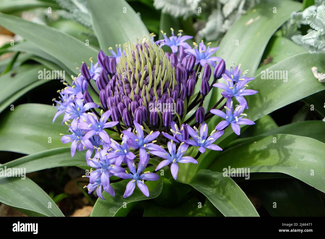 Courge portugais violet en fleur Banque D'Images