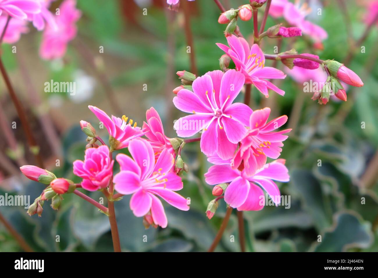 Cotylédon de Lewisia rose en fleur Banque D'Images