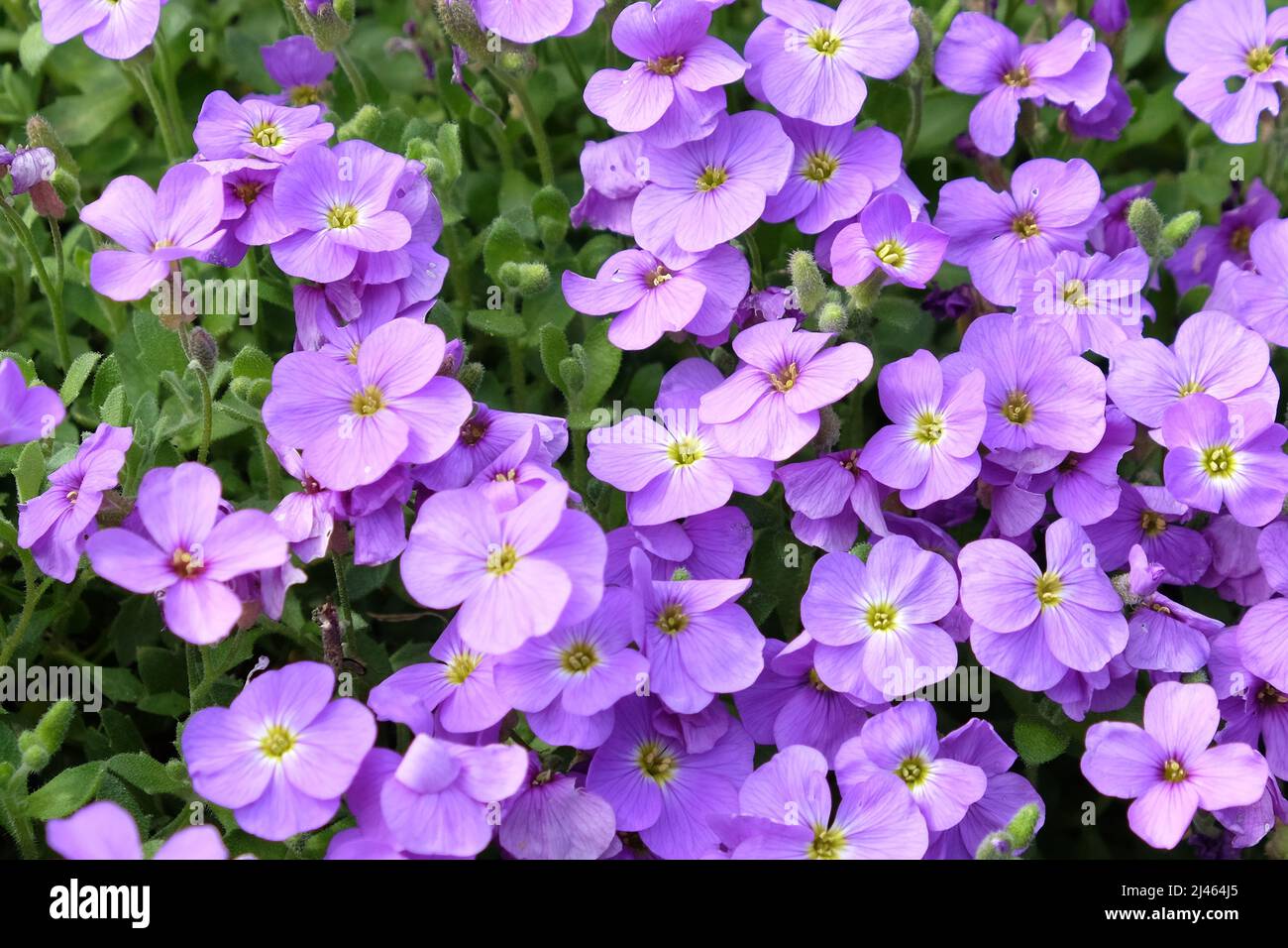 Cresson de roche violette en fleur Banque D'Images
