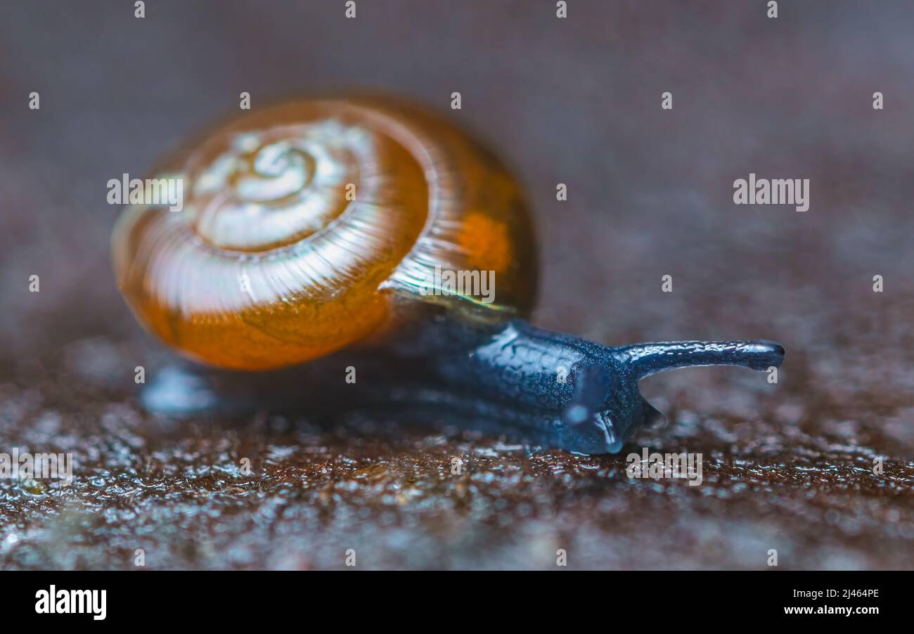 Escargot noir brillant - Zonitoides nitidus, un petit escargot trouvé dans la forêt Banque D'Images