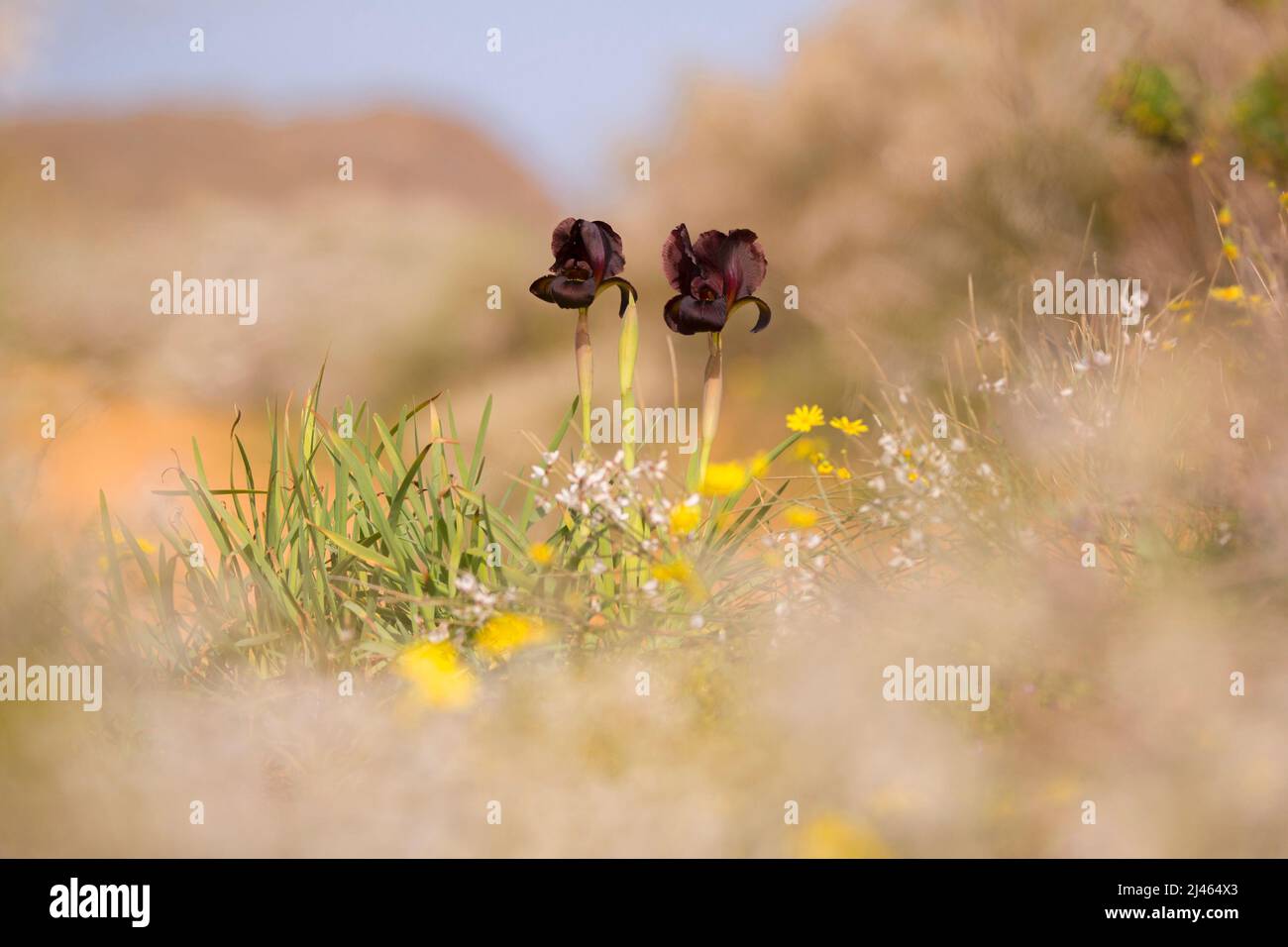 Iris côtières ou violet Iris (Iris atropurpurea) Cet Iris est endémique à Israël Photogrpahed au littoral de la réserve naturelle de l'Iris, Natanya, en Israël Banque D'Images
