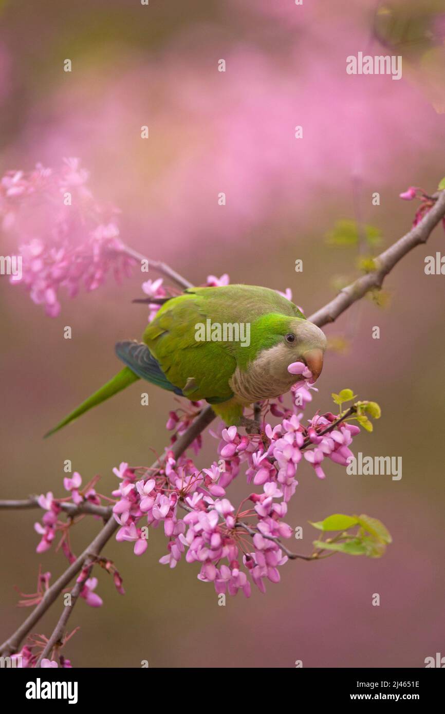 Monk Parakeet, parmi les fleurs mauves d'un Judas-treealso (Cerdis siliquastrum) cet oiseau féral connu sous le nom de Quaker Parrot, (Myiopsitta monachus) O Banque D'Images