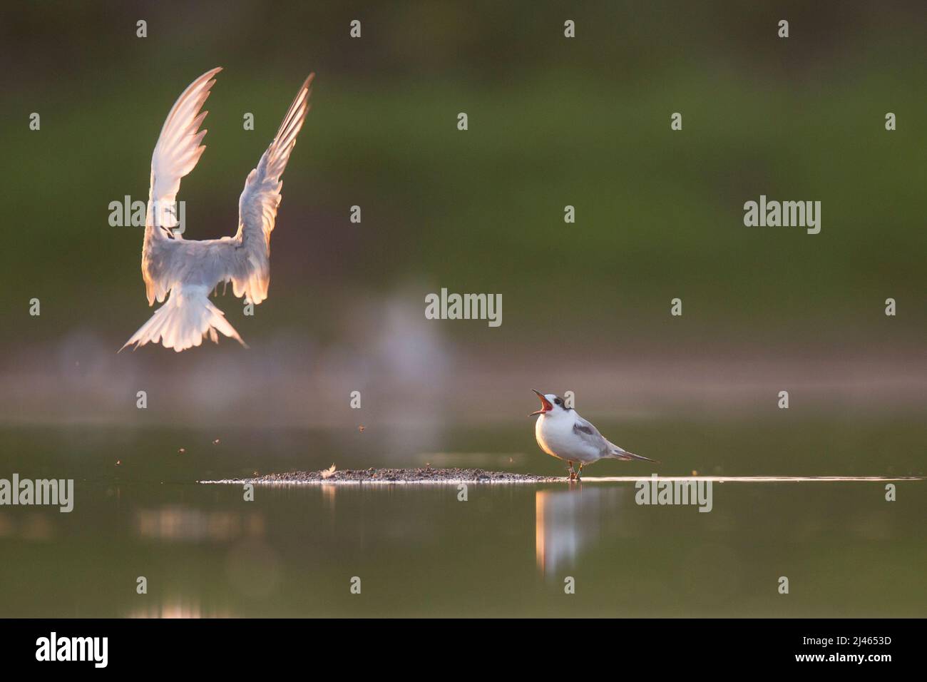 Sterne commune (Sterna hirundo) adulte et jeune poussin. Cet oiseau de mer se trouve dans les régions subarctiques d'Europe, d'Asie et du centre de l'Amérique du Nord. Il migre Banque D'Images