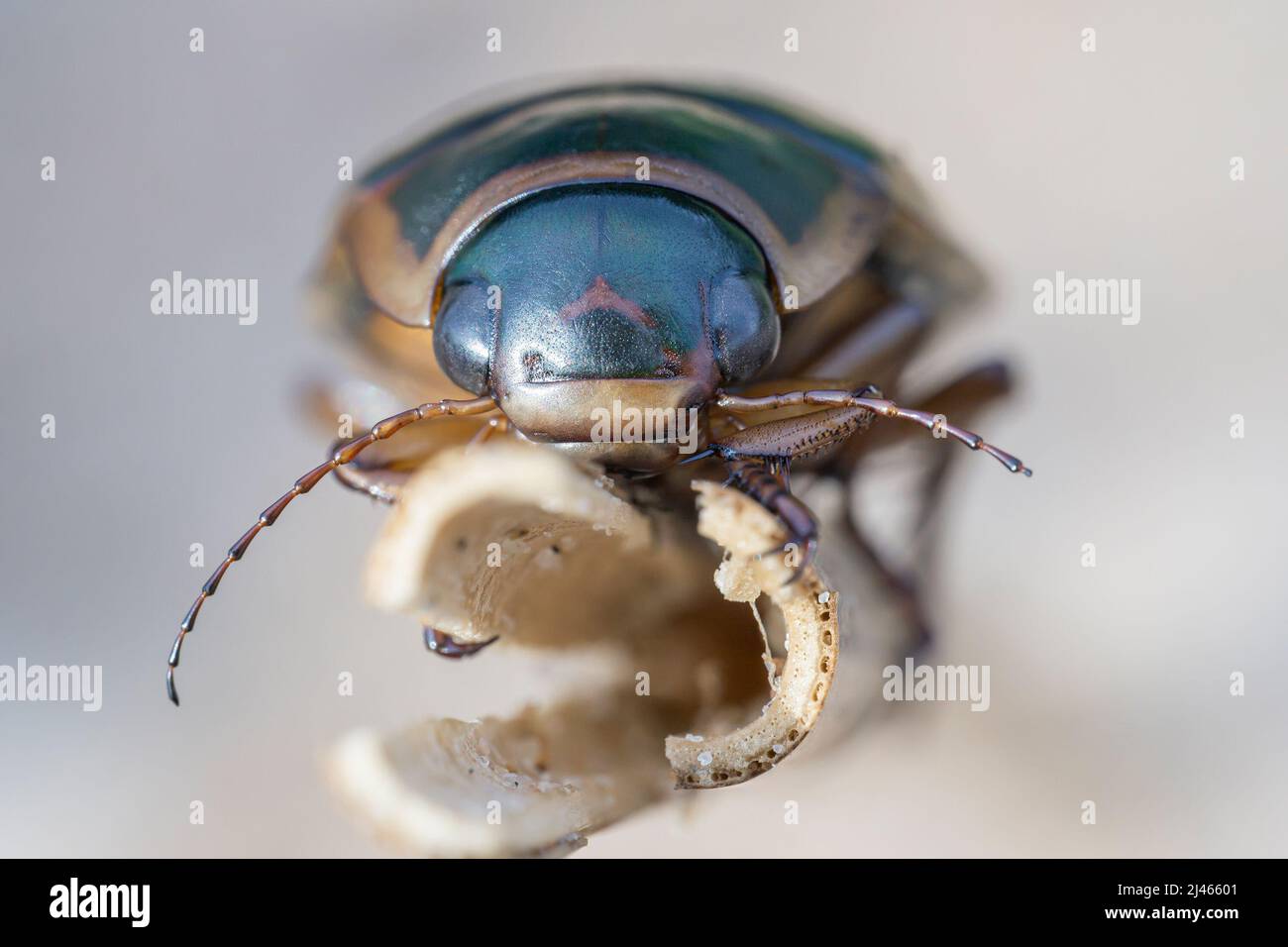 Le coléoptère de plongée (Dytiscidae Copelatinae) est assis sur une tige d'herbe, vue de face, macro Banque D'Images